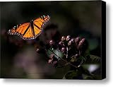 Crape Myrtle Landing Canvas Print / Canvas Art - Artist DigiArt Diaries by Vicky Browning