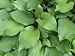A Close View of Hosta Leaves Premium Photographic Poster Print by Taylor S. Kennedy, 24x32