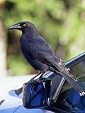 Black Currawong Uses a Car Mirror as a Roost on a Sunny Day Photographic Poster Print by Jason Edwards, 18x24