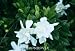 Gardenia "Frostproof" One Gallon Container