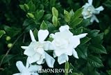 Gardenia "Frostproof" One Gallon Container