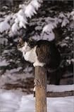 Cats Up Close (Tiny Folios)