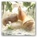 Spa Garden II by Donna Geissler 12"x12" Art Print Poster