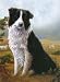 Border Collie in Pasture Friendship Card
