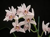 Cymbidium Swan Lake Bayfront Park