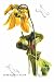Art Poster, Sarracenia Flava - 18.75 x 27.5