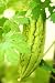 Bitter Melon Plant - 24