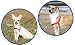 Easy Walk Harness - Petite Color: Fawn/Brown