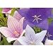 Party Popper Balloon Flower 50 Seeds - Perennial
