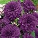 Blue Bell Decorative Dahlia Tuber-The Best Purple-Blue!