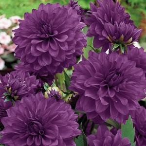 Blue Bell Decorative Dahlia Tuber   The Best Purple Blue!