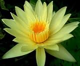 Eldorado Yellow Water Lily Nymphaea 10 Seeds