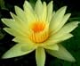 Eldorado Yellow Water Lily 10 Seeds - Nymphaea