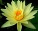 Eldorado Yellow Water Lily Nymphaea 10 Seeds