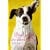 Dogs Never Lie About Love: Reflections on the Emotional World of Dogs