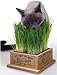 Kittys Little Garden