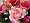 Artificial Silk Flower Rose w/ Buds Freesia Diamante Posy/Bouquet from GT Decorations