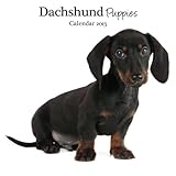 Magnet & Steel Dachshund Puppies Mini Wall Calendar