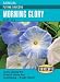Morning Glory Flying Saucers Seeds