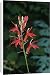 Canvas Prints of Jlm-8631 Lobelia Cardinalis - Usa from Ardea Wildlife Pets