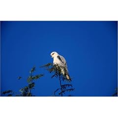 Poster 60 x 40 cm - "The easily recognisable Black Shouldered Kite (Elanus caeruleus) in the Sariska Tiger reserve." von Hira Punjabi / Lonely Planet Images - auch in anderen Gr��en und als Leinwandbild erh�ltlich