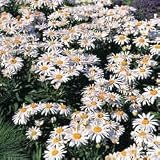 Shasta Daisy Seeds - Shasta Daisy White Knight