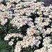 Shasta Daisy Seeds - Shasta Daisy White Knight