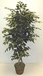 5' EXTRA FULL FICUS TREE