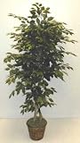 5' EXTRA FULL FICUS TREE