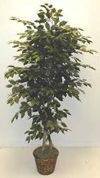 5' EXTRA FULL FICUS TREE