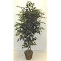 5' EXTRA FULL FICUS TREE