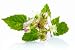 Blackberry Flowers, and Green Blackberries - 72