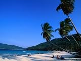 Palm Trees on Long Beach, Pulau Perhentian Kecil, Malaysia Photographic Poster Print by Anders Blomqvist, 48x36