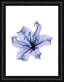 Stargazer lily, X-ray - Framed Print 16x12 (40x30cm) by Science Photo Library