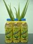 Aloe's Passion Diet Drink