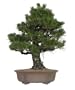 Brussel's Black Pine Specimen Tree