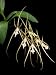 Brassia Rising Star 'Orchid Man' AM/AOS