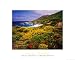 Yellow Lupine HIGH QUALITY MUSEUM WRAP CANVAS Print John Gavrilis 20x16