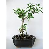 9GreenBox - Serrisa Japonica Snow Rose Indoor Bonsai Tree with Ceramic Pot