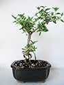 9GreenBox - Serrisa Japonica Snow Rose Indoor Bonsai Tree with Ceramic Pot