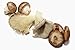 Mushroom Medley Bundle