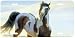 Audacious - Western Wild Horse Decor Art Print - License Plate Tag By Nancy Glazier From Airstrike