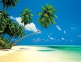 Maldives Palm Trees (Overhanging the Shallows) Art Poster Print - 16