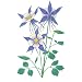 Flower, Columbine Wall Sticker Mural