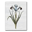 Iris 90 Combo 1 - 5" x 7" Vellum Overlay Greeting Card