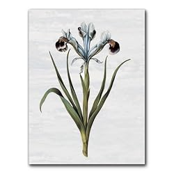 Iris 90 Combo 1 - 5" x 7" Vellum Overlay Greeting Card