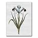 Iris 90 Combo 1 - 5" x 7" Vellum Overlay Greeting Card