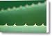 Cutting Edge Cactus Canvas Print / Canvas Art - Artist Dan Holm