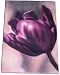 Sia Majestic Tulip Stretched Canvas Art, Purple, 10-Inches x 14.5-Inches