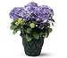 Blue Hydrangea Flowers Urn